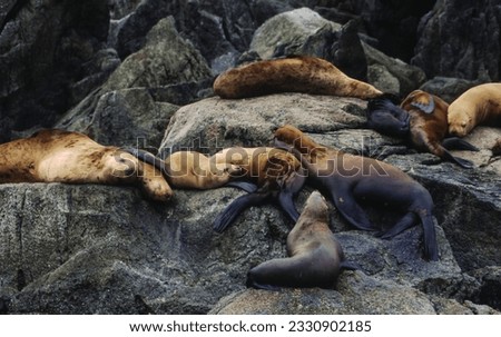 Northern fur seals have a stocky body, small head, very short snout, and extremely dense fur that ends at the wrist lines of their flippers. Their hind flippers can be up to one-fourth body length. Royalty-Free Stock Photo #2330902185
