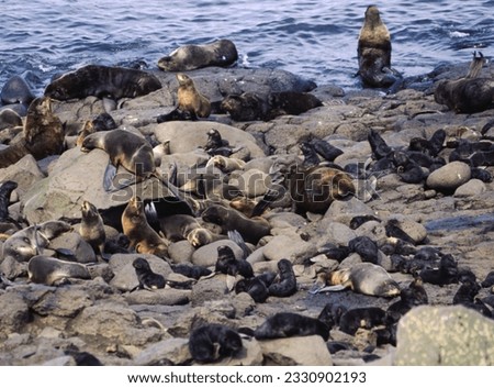 Northern fur seals have a stocky body, small head, very short snout, and extremely dense fur that ends at the wrist lines of their flippers. Their hind flippers can be up to one-fourth body length. Royalty-Free Stock Photo #2330902193