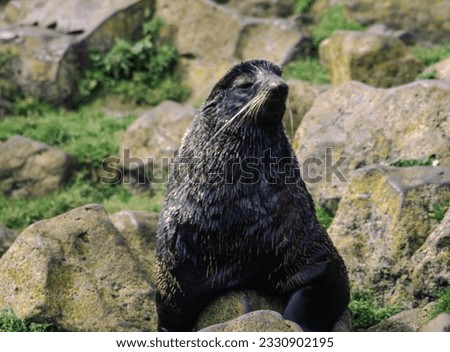 Northern fur seals have a stocky body, small head, very short snout, and extremely dense fur that ends at the wrist lines of their flippers. Their hind flippers can be up to one-fourth body length. Royalty-Free Stock Photo #2330902195