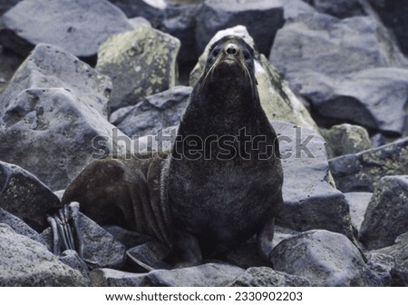 Northern fur seals have a stocky body, small head, very short snout, and extremely dense fur that ends at the wrist lines of their flippers. Their hind flippers can be up to one-fourth body length. Royalty-Free Stock Photo #2330902203
