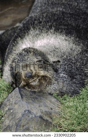 Northern fur seals have a stocky body, small head, very short snout, and extremely dense fur that ends at the wrist lines of their flippers. Their hind flippers can be up to one-fourth body length. Royalty-Free Stock Photo #2330902205