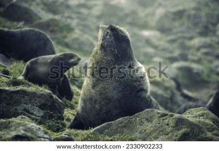 Northern fur seals have a stocky body, small head, very short snout, and extremely dense fur that ends at the wrist lines of their flippers. Their hind flippers can be up to one-fourth body length. Royalty-Free Stock Photo #2330902233