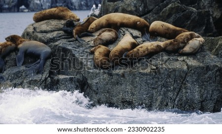 Northern fur seals have a stocky body, small head, very short snout, and extremely dense fur that ends at the wrist lines of their flippers. Their hind flippers can be up to one-fourth body length. Royalty-Free Stock Photo #2330902235