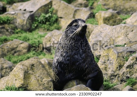 Northern fur seals have a stocky body, small head, very short snout, and extremely dense fur that ends at the wrist lines of their flippers. Their hind flippers can be up to one-fourth body length. Royalty-Free Stock Photo #2330902247