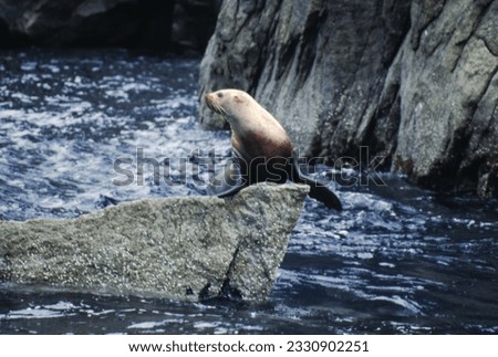 Northern fur seals have a stocky body, small head, very short snout, and extremely dense fur that ends at the wrist lines of their flippers. Their hind flippers can be up to one-fourth body length. Royalty-Free Stock Photo #2330902251