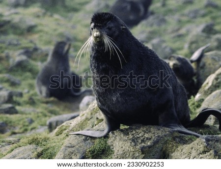 Northern fur seals have a stocky body, small head, very short snout, and extremely dense fur that ends at the wrist lines of their flippers. Their hind flippers can be up to one-fourth body length. Royalty-Free Stock Photo #2330902253