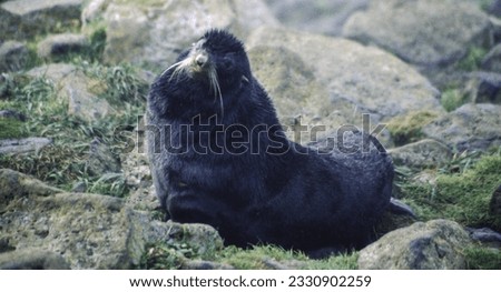 Northern fur seals have a stocky body, small head, very short snout, and extremely dense fur that ends at the wrist lines of their flippers. Their hind flippers can be up to one-fourth body length. Royalty-Free Stock Photo #2330902259