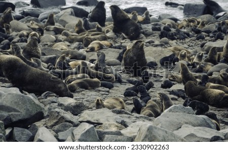 Northern fur seals have a stocky body, small head, very short snout, and extremely dense fur that ends at the wrist lines of their flippers. Their hind flippers can be up to one-fourth body length. Royalty-Free Stock Photo #2330902263