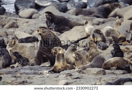 Northern fur seals have a stocky body, small head, very short snout, and extremely dense fur that ends at the wrist lines of their flippers. Their hind flippers can be up to one-fourth body length. Royalty-Free Stock Photo #2330902273