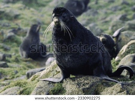 Northern fur seals have a stocky body, small head, very short snout, and extremely dense fur that ends at the wrist lines of their flippers. Their hind flippers can be up to one-fourth body length. Royalty-Free Stock Photo #2330902275