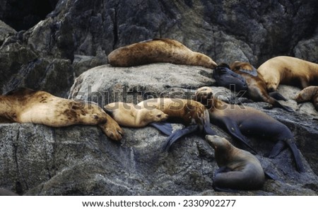 Northern fur seals have a stocky body, small head, very short snout, and extremely dense fur that ends at the wrist lines of their flippers. Their hind flippers can be up to one-fourth body length. Royalty-Free Stock Photo #2330902277