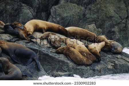 Northern fur seals have a stocky body, small head, very short snout, and extremely dense fur that ends at the wrist lines of their flippers. Their hind flippers can be up to one-fourth body length. Royalty-Free Stock Photo #2330902283