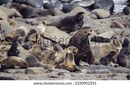 Northern fur seals have a stocky body, small head, very short snout, and extremely dense fur that ends at the wrist lines of their flippers. Their hind flippers can be up to one-fourth body length. Royalty-Free Stock Photo #2330902291