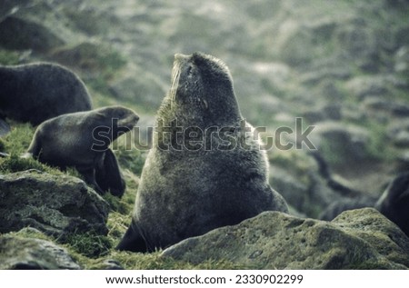 Northern fur seals have a stocky body, small head, very short snout, and extremely dense fur that ends at the wrist lines of their flippers. Their hind flippers can be up to one-fourth body length. Royalty-Free Stock Photo #2330902299