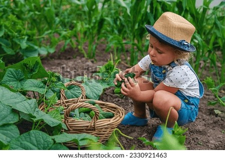 A child harvests cucumbers in the garden. Selective focus. kid.