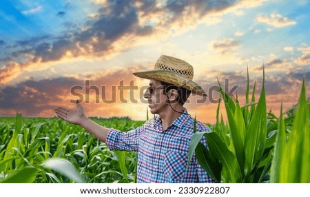 Man farmer checks corn field. Selective focus. nature.