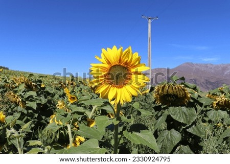 Yellow Sunflower, Blue Sky and Bumble Bee
