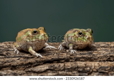 CERATOPHRYIDAE Stock Photos and Images
