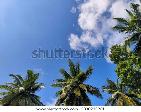 Green tropical leaf. Beautiful view of tropical nature with coconut trees in the background.