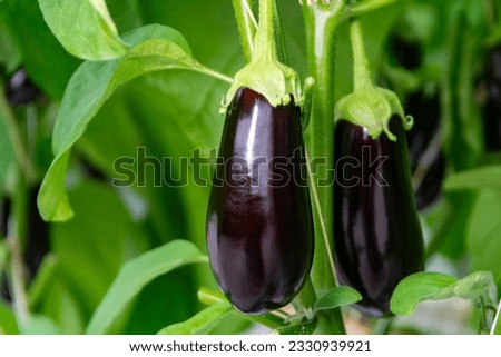 Dutch organic greenhouse farm with rows of eggplants plants with ripe violet vegetables and purple flowers, agriculture in the Netherlands Royalty-Free Stock Photo #2330939921