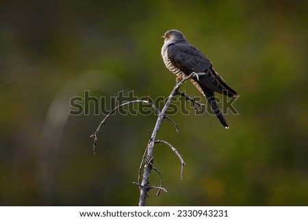 Common Cuckoo, Cuculus canorus, sitting on the tree branch in the forest, Kohmo in Finland. Bird in Europe, cuckoo in the nature habitat, grey bird. Finland wildlife. Royalty-Free Stock Photo #2330943231