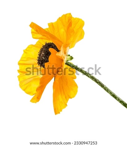 A bud of an orange blooming poppy. Isolated on white background
