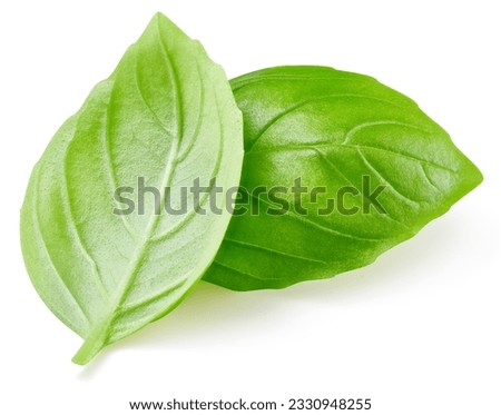 Fresh organic basil leaves, isolated on white background. Basil leaves with clipping path