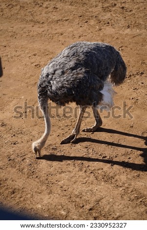 African ostrich in the safari zoo. High quality photo