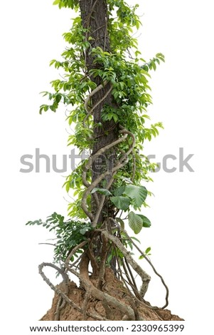 Forest tree trunks with climbing vines twisted liana plant and green leaves  isolated on white background, clipping path included. Royalty-Free Stock Photo #2330965399