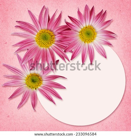 Aster flowers and a round frame on pink background