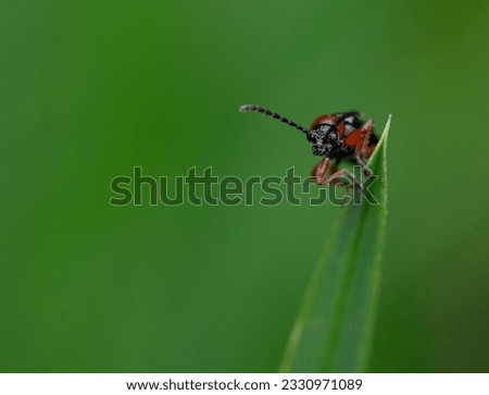 Beautiful small insects in the picture
