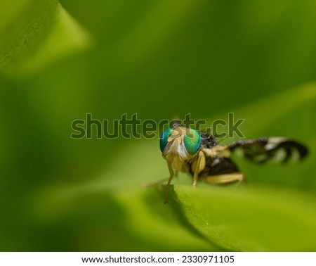 Beautiful small insects in the picture