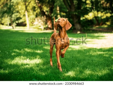 Hungarian Vizsla stands on green grass against the background of a green park. The dog stands with a raised paw and looks intently to the sides. The dog is brown. The photo is blurred