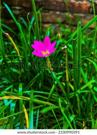 Zephyranthes rosea close up picture
