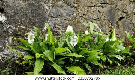 Spathiphyllum is a flowering plants in the family Araceae. Certain species of Spathiphyllum are commonly known as spath or peace lilies. Royalty-Free Stock Photo #2330992989