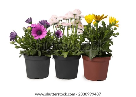 Different beautiful potted flowers isolated on white Royalty-Free Stock Photo #2330999487