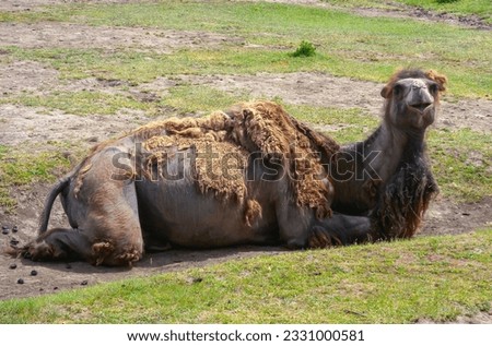 The Bactrian camel (Camelus bactrianus) the animal molts in summer and rests in the sun Royalty-Free Stock Photo #2331000581