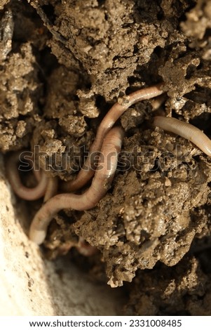 Many worms crawling in wet soil on sunny day, closeup