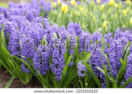 Beautiful hyacinth and tulip flowers growing outdoors, closeup Royalty-Free Stock Photo #2331010225