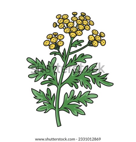 Artemisia sagebrush absinthe tarragon santonica medicinal plant diagram schematic vector illustration. Medical science educational illustration Royalty-Free Stock Photo #2331012869