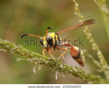 Yellow jacket is the designation of wasp species from the genera Vespula and Dolichovespula. This insect is one of the interests for lovers of macro photography.