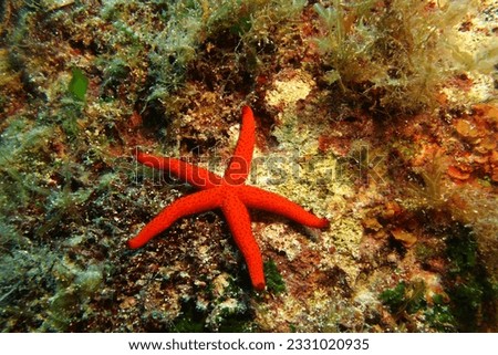 Vivid red starfish on the seabed, underwater photography from scuba diving. Wild marine life, travel picture. Wildlife in the ocean. Bottom of the ocean and sea star.