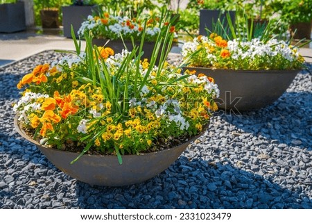 Colorful potted plants and flowers in a big stoneware flower pot for balcony, patio or terrace Royalty-Free Stock Photo #2331023479