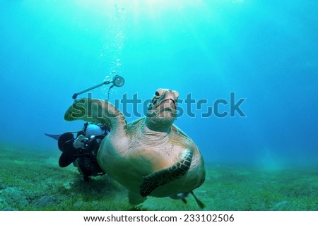 Sea turtle is swimming away from a photographer, shot taken close to a bottom under the water, Marsa Alam, Egypt, Red Sea