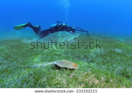 The photographer in the background is taking picture of a turtle and a stingray swimming side by side, shot taken close to bottom under the water, Marsa Alam, Egypt, Red Sea