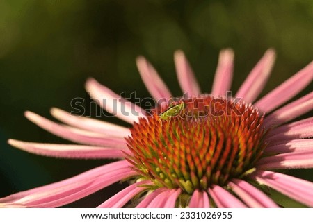 a green grasshopper on a red echinacea flower