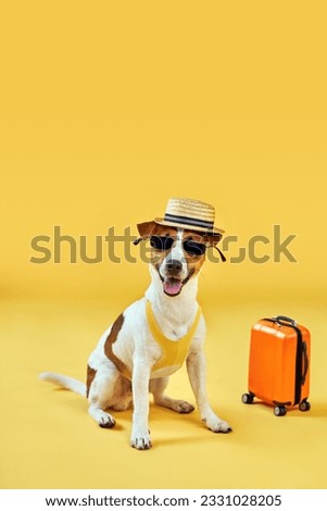 Cute dog breed Jack Russell Terrier in sunglasses sits with suitcase and straw hat isolated on yellow studio background. Funny vacation and travel concept