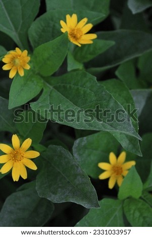 A Melampodium (Butter Daisy) Close up with Green backround