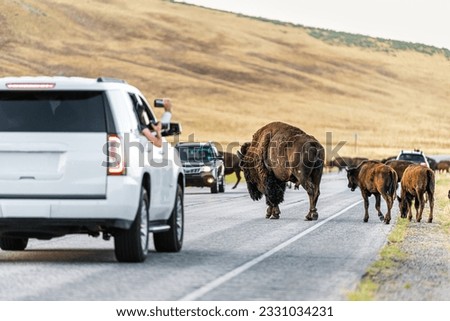 Bison family with calves herd crossing the road on Antelope Island State Park near Great Salt Lake City in Utah, USA