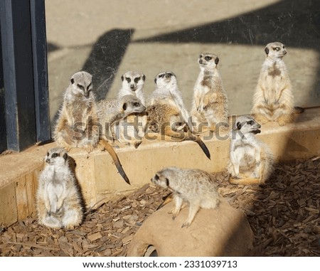 Meerkats in zoo in Adelaide in Australia. High quality photo